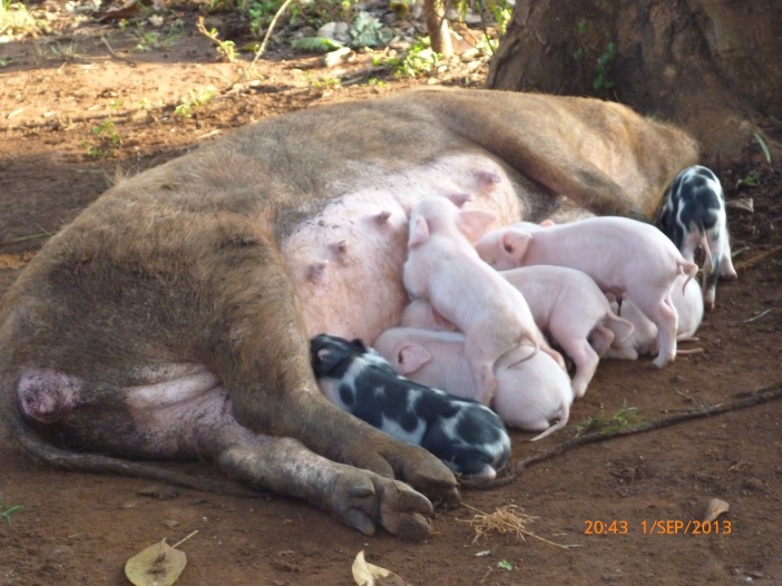 A domesticated mother pig